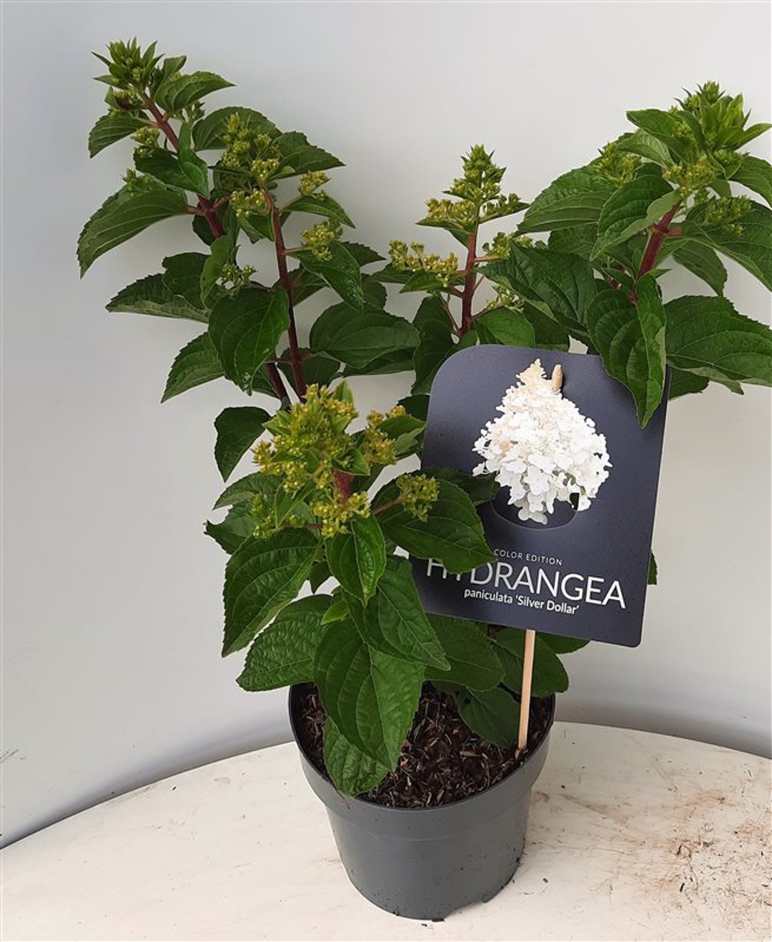 Hydrangea pan. 'Silver Dollar' - C3 30-40 CM